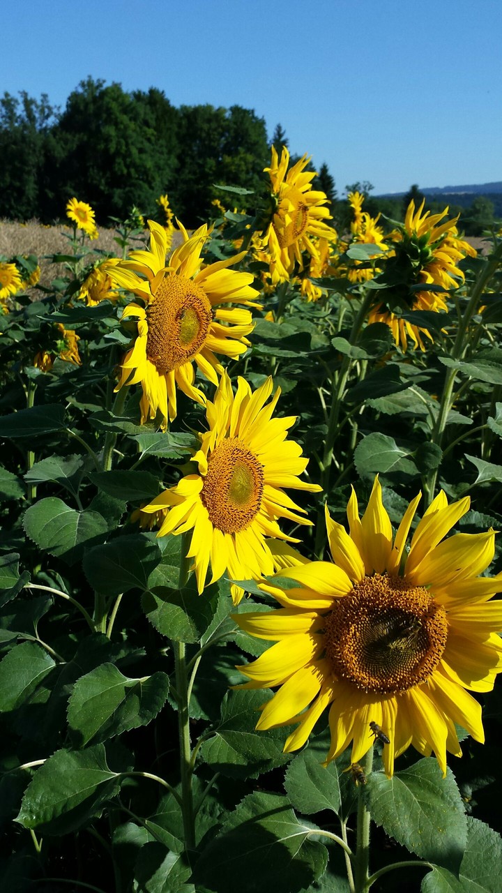 Sonnenblumen