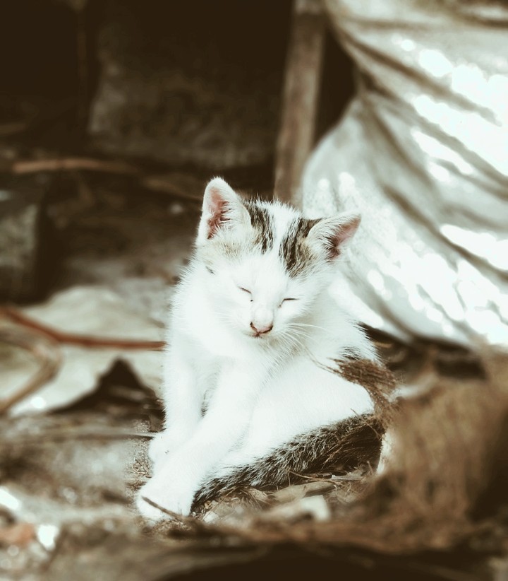 my cat