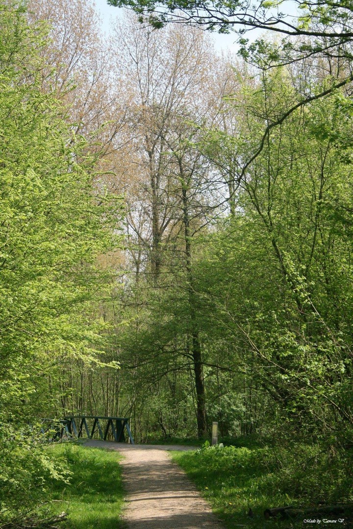Forest in the Netherlands