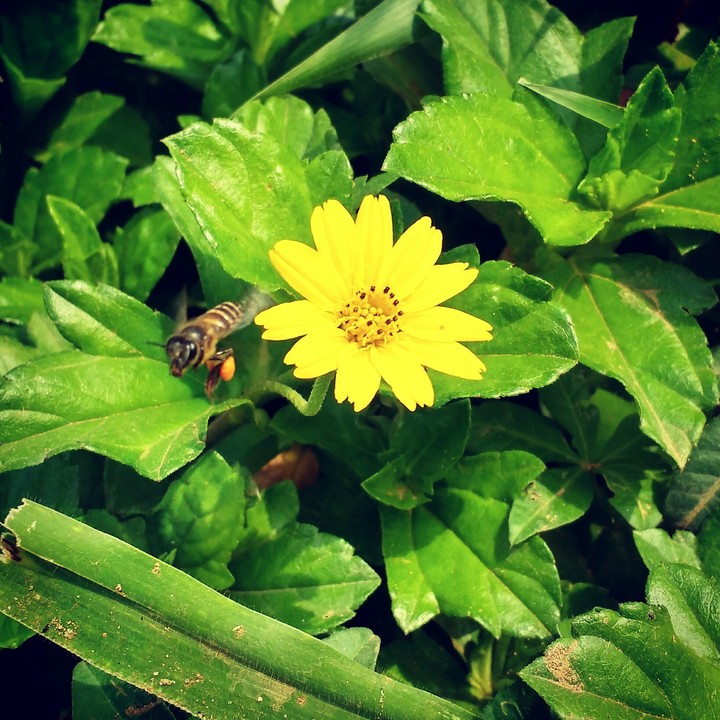 honey bee