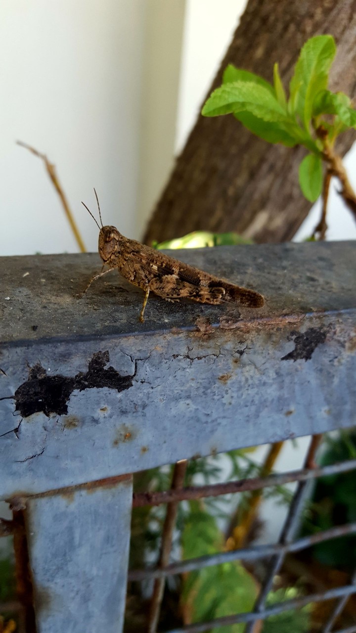 insect