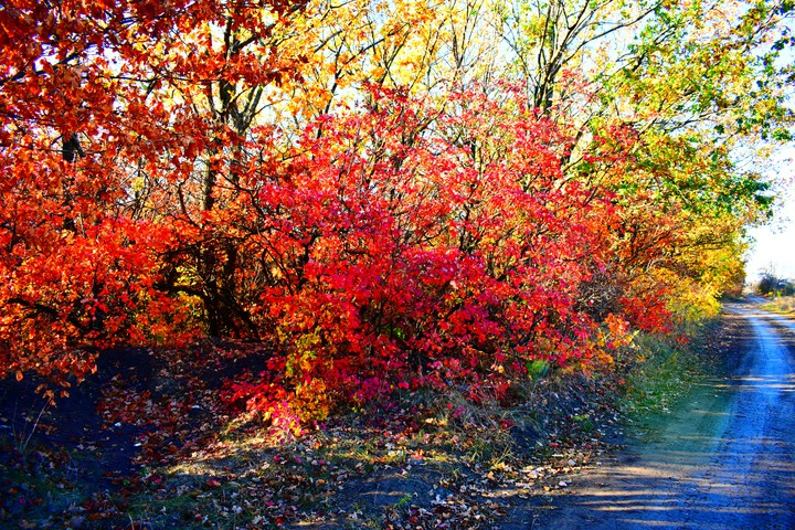 Autumn forest