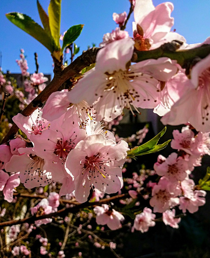 Spring