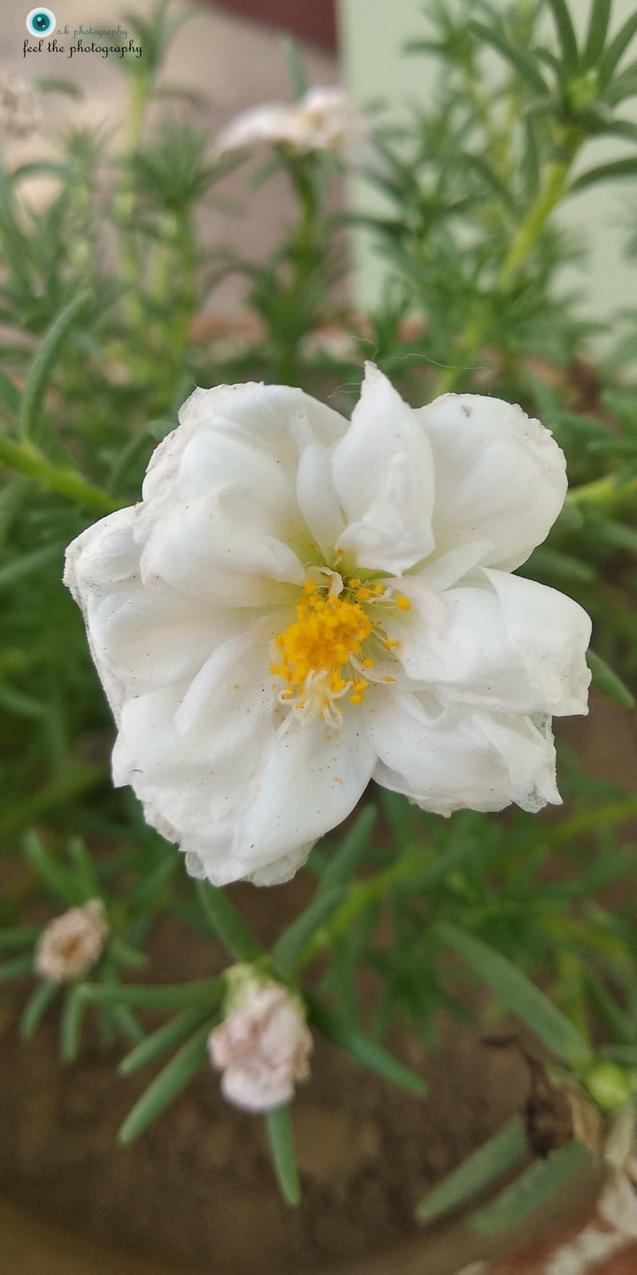 Simplicity full flower