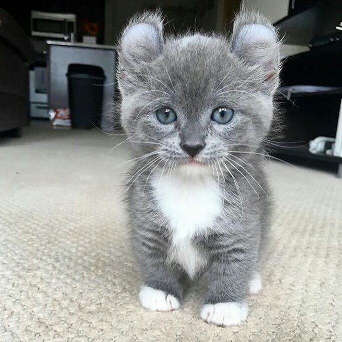 chaton...