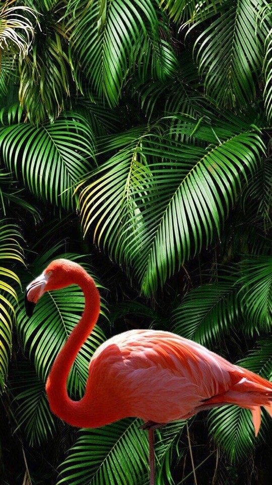 flamingo