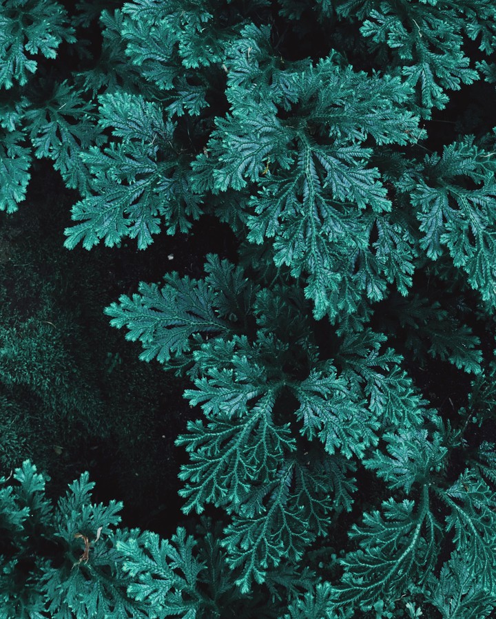 naturi