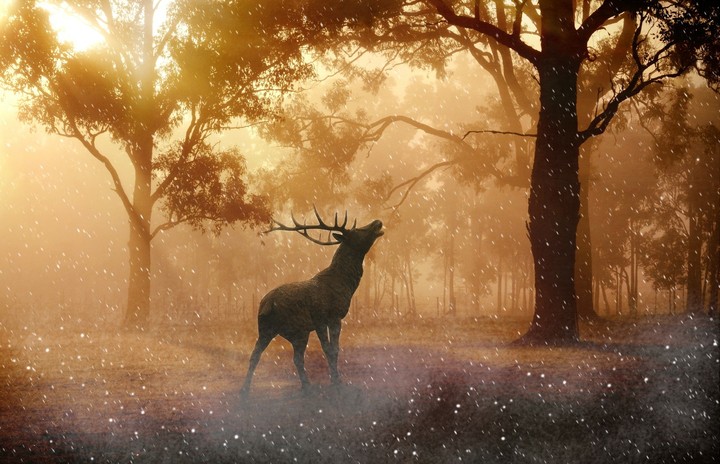 forest