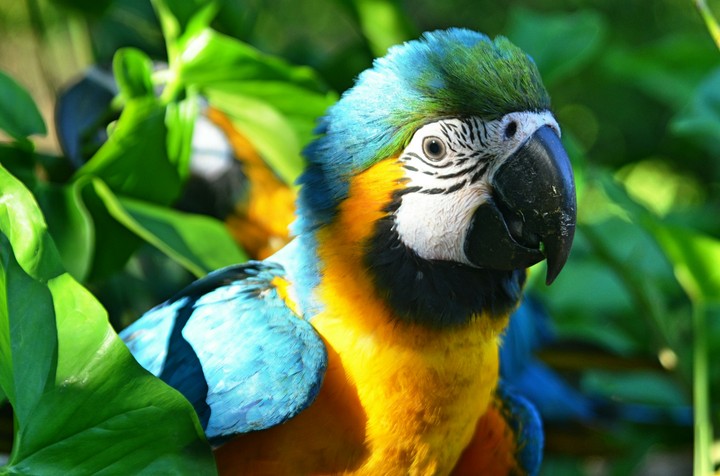 Arara