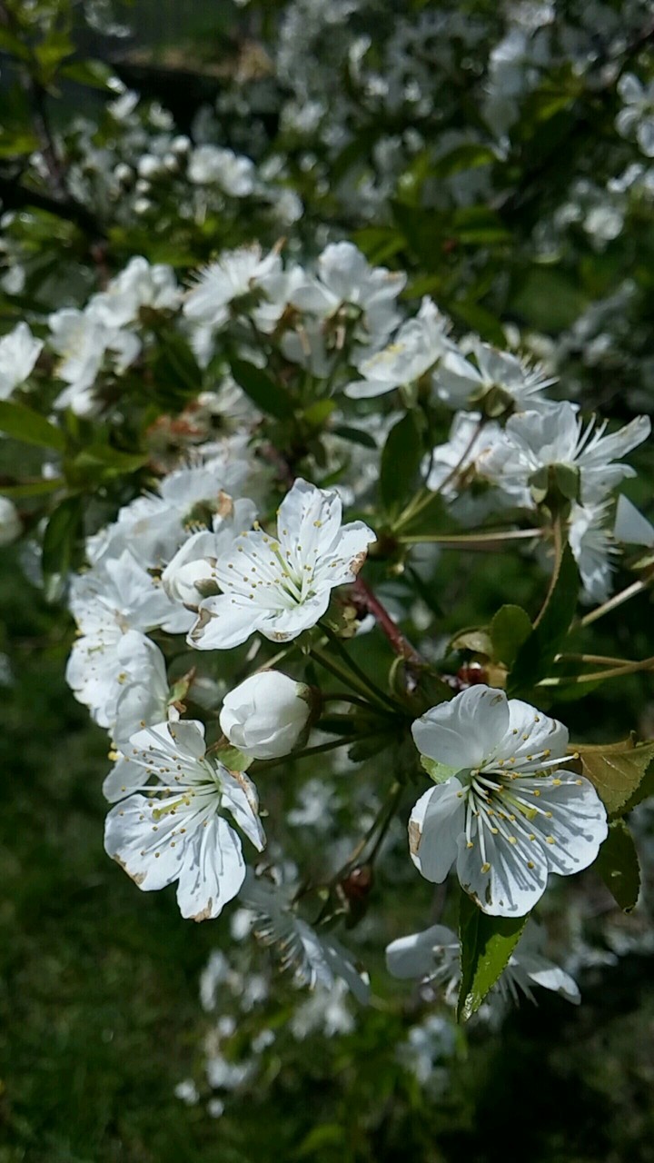 spring flower