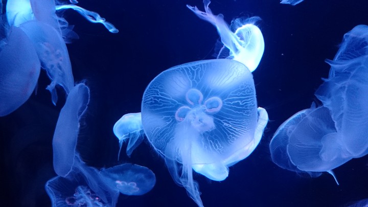 海月