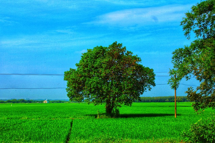 nature