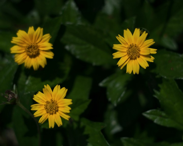 yellow flowers