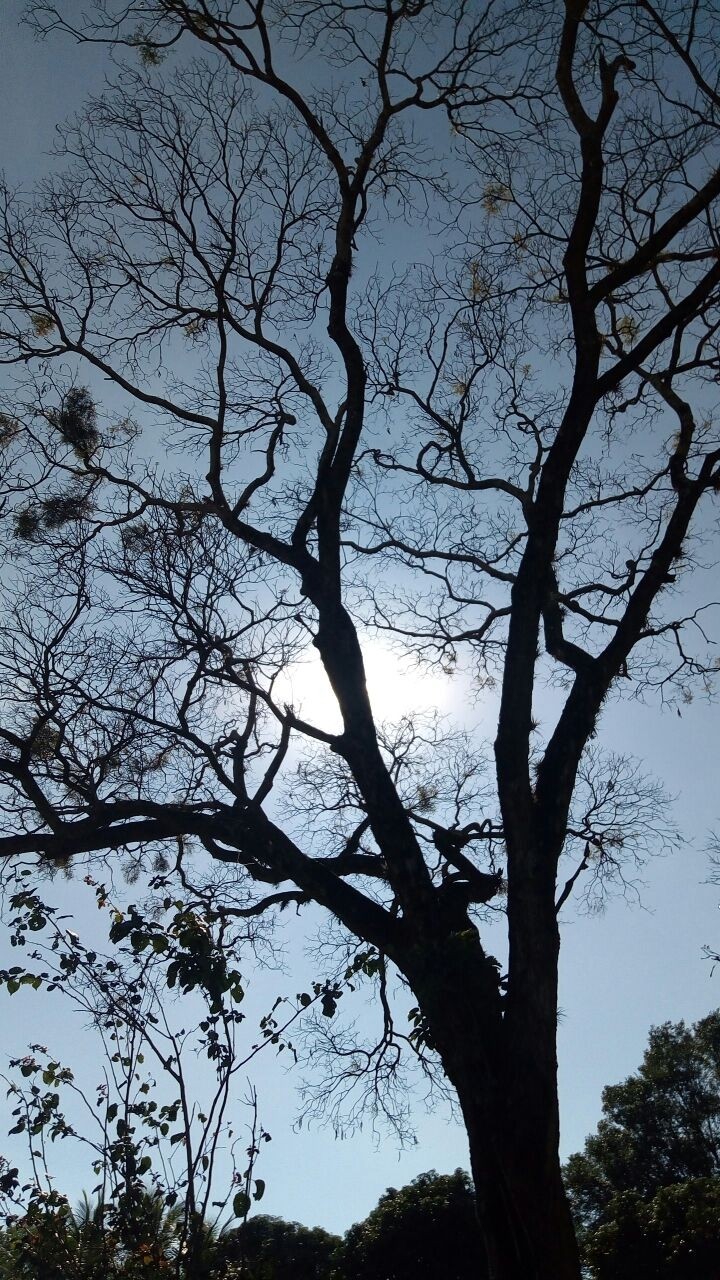 Tree 2