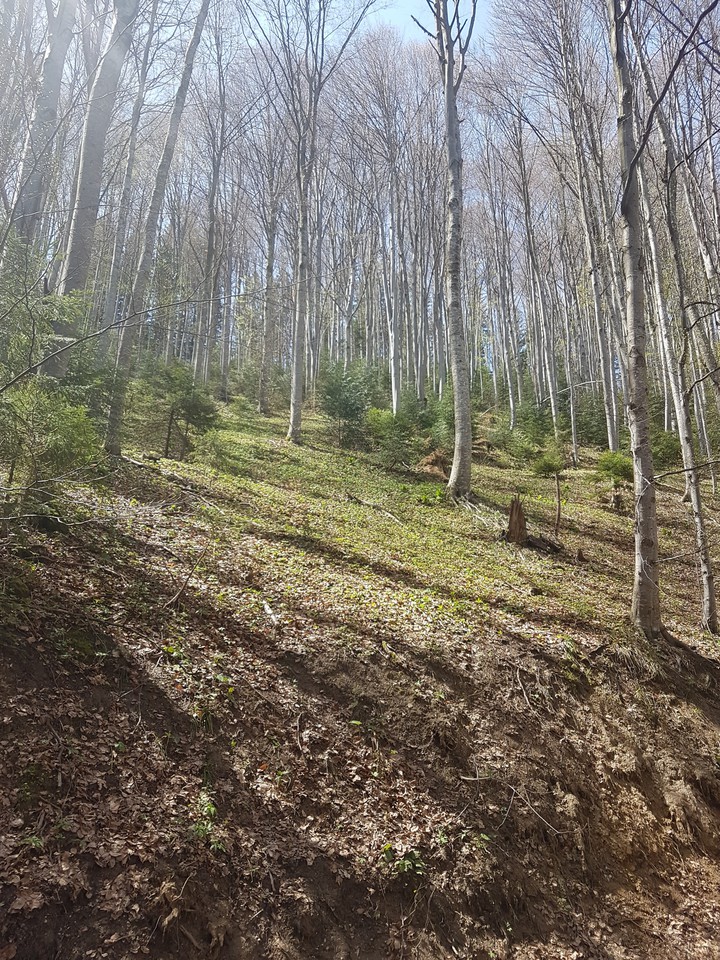 Spre 7 scări
