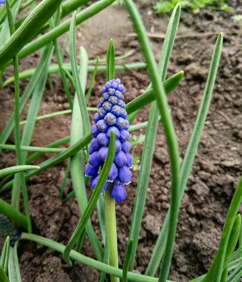 шпалери flora, plant