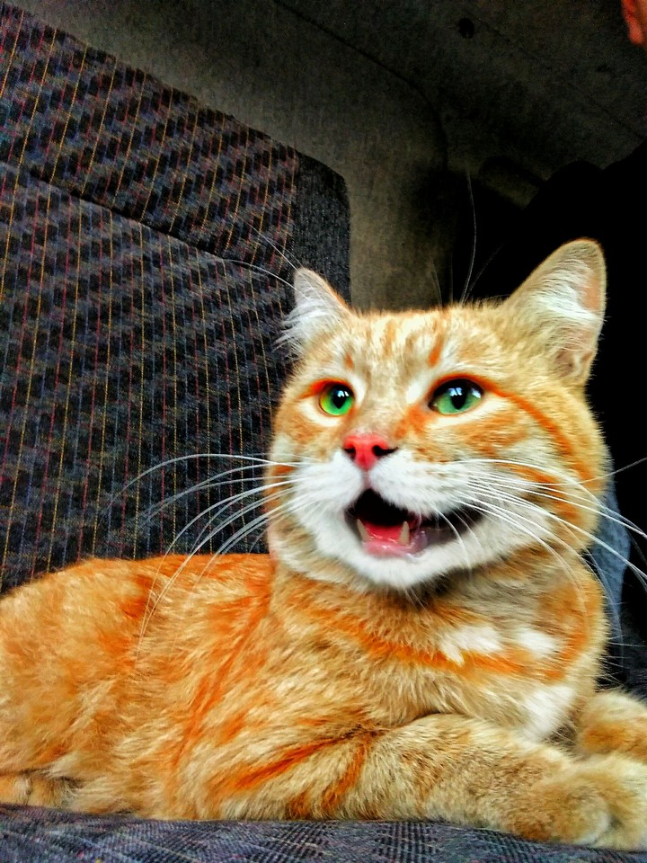Cat