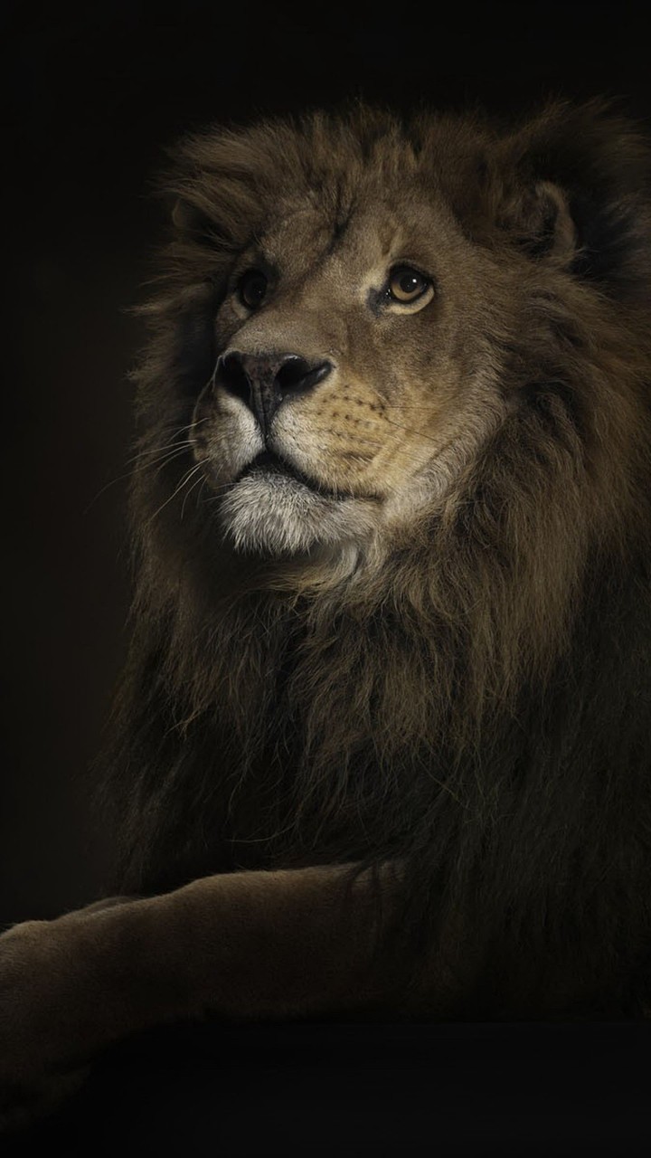 be brave as a lion