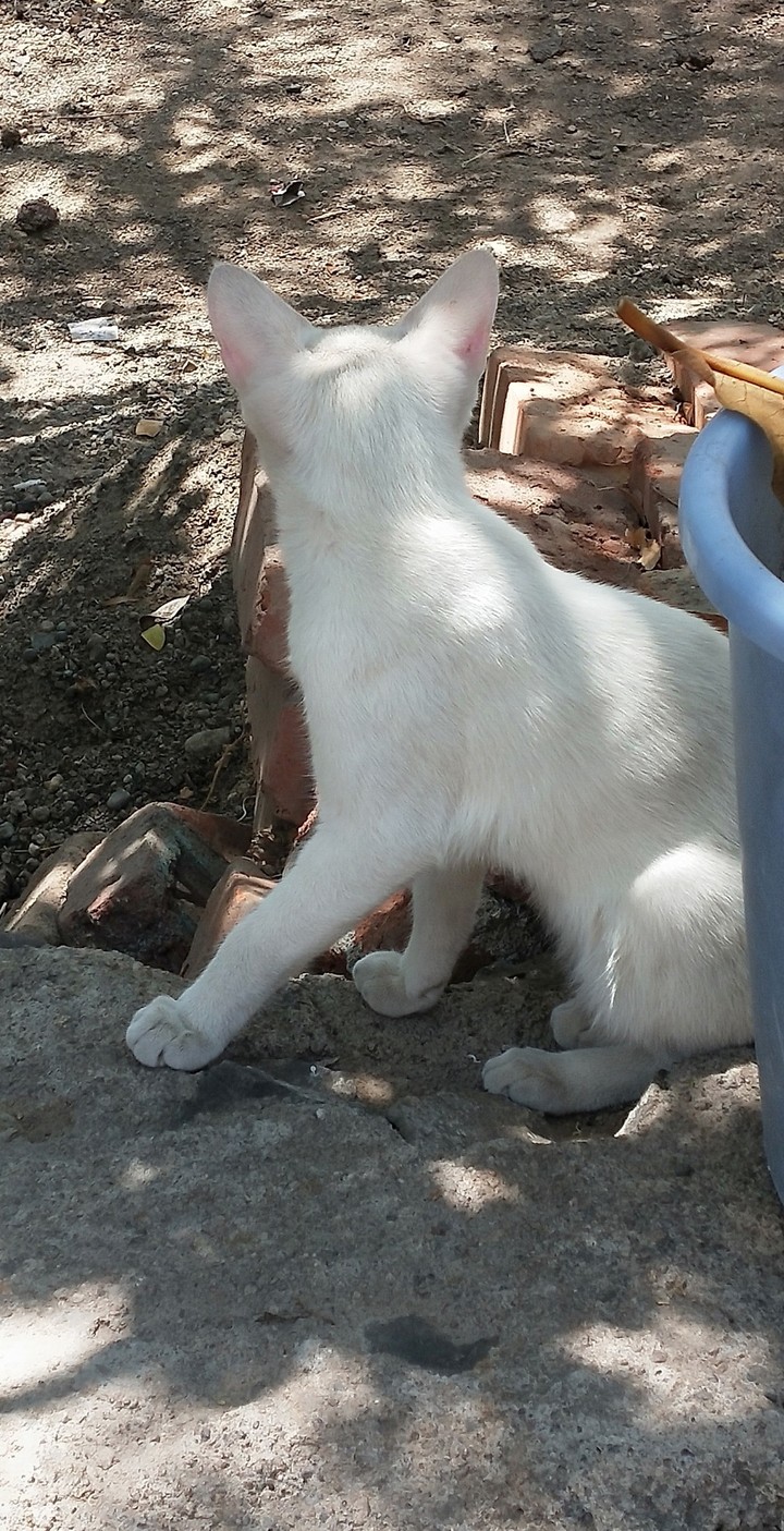 my cat