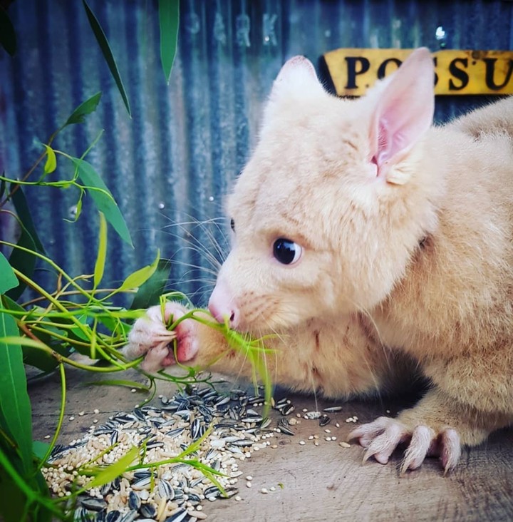 Possum