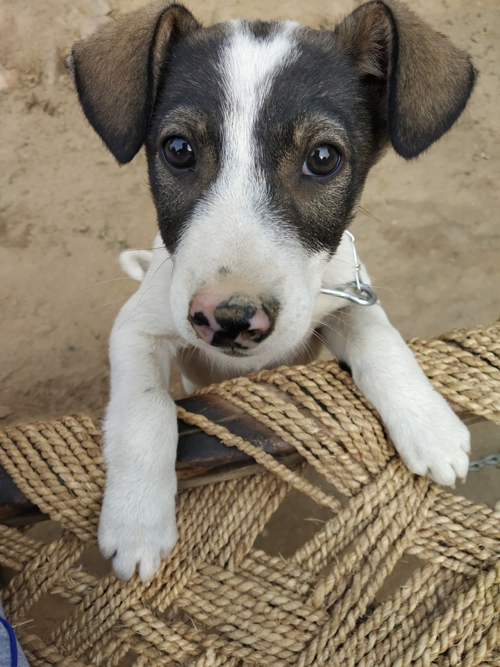 curious doggy