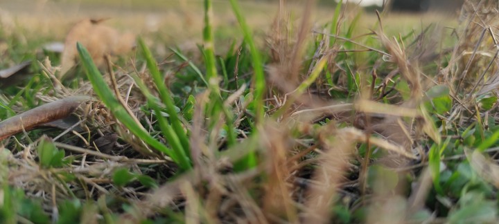 Greenery