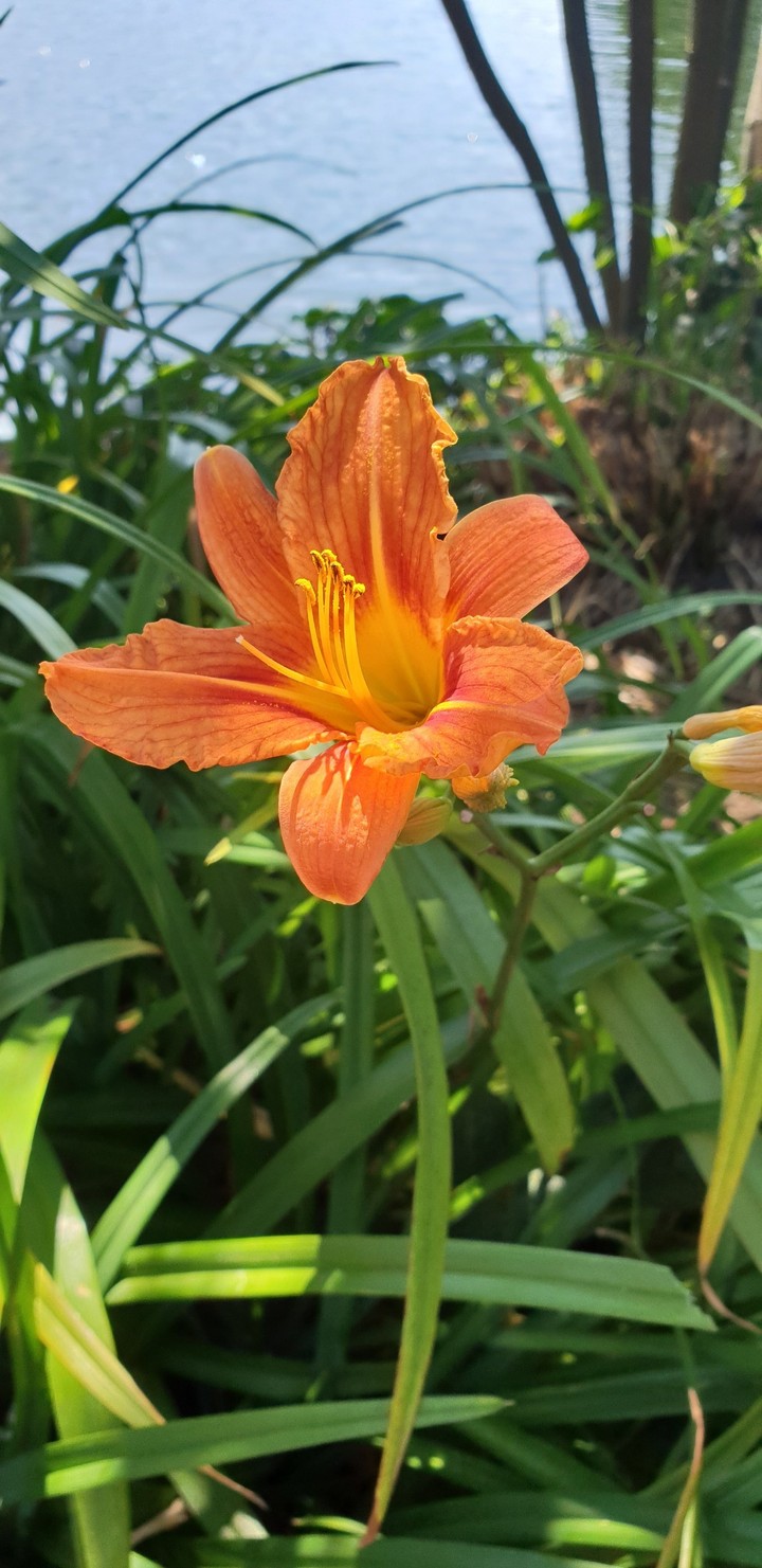 a single beautiful flower