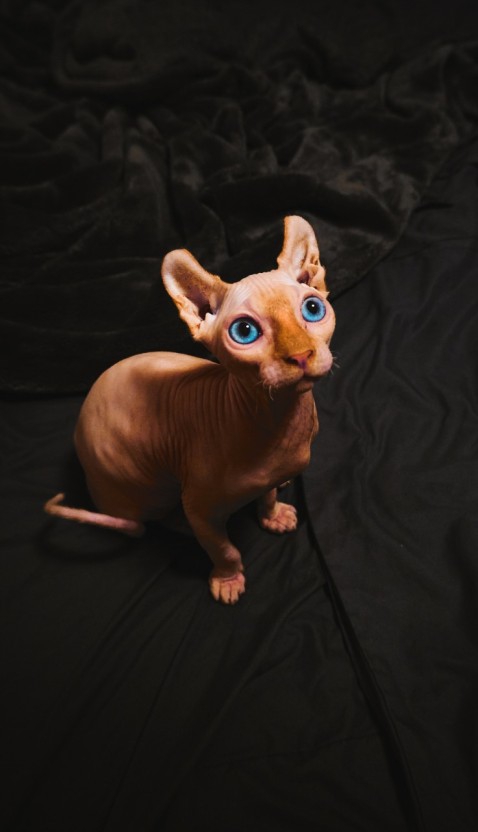 Sphinx cat