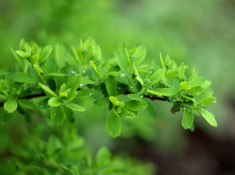 Spirea green branch