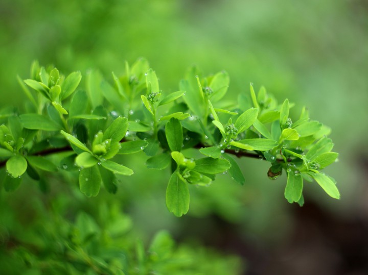 Spirea green branch