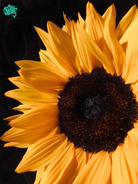 Sunflower ?