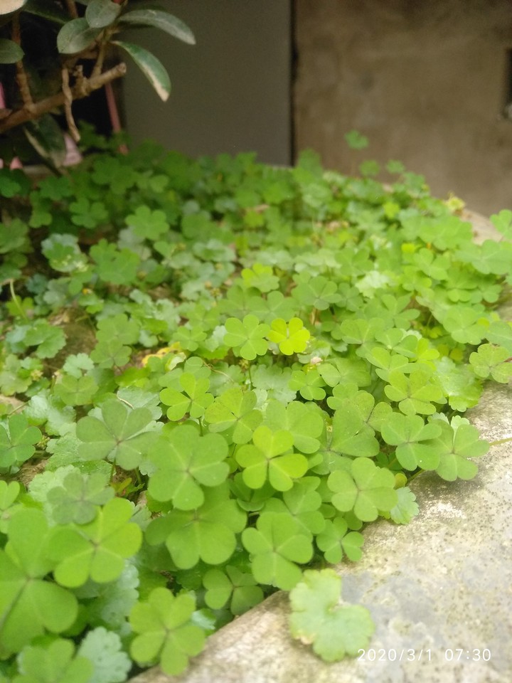 cỏ 4 lá