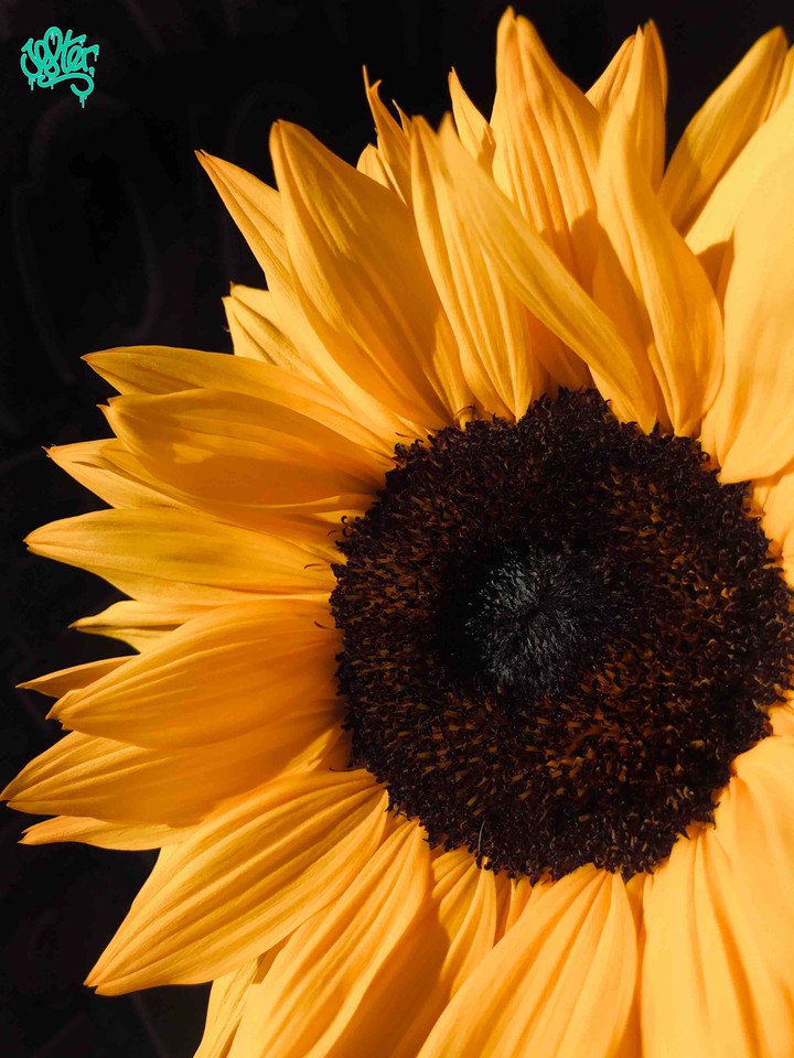 Sunflower ?