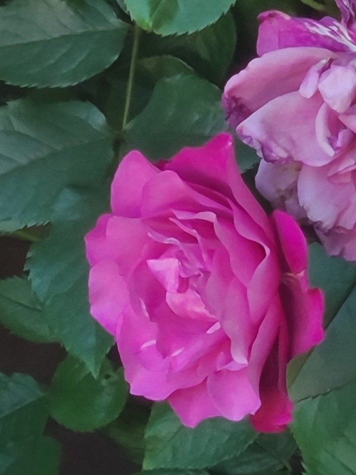Rose Flower