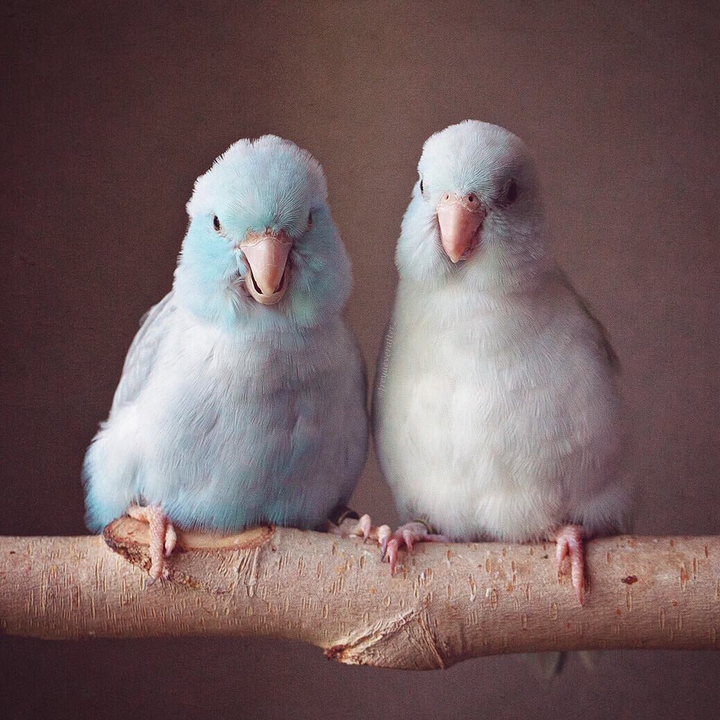 parrots