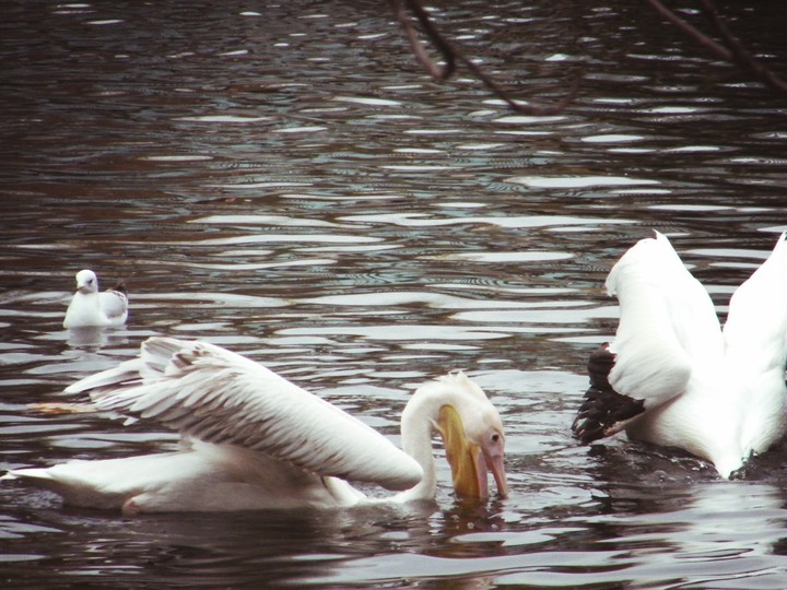 pond birds