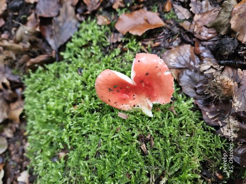 Herbst