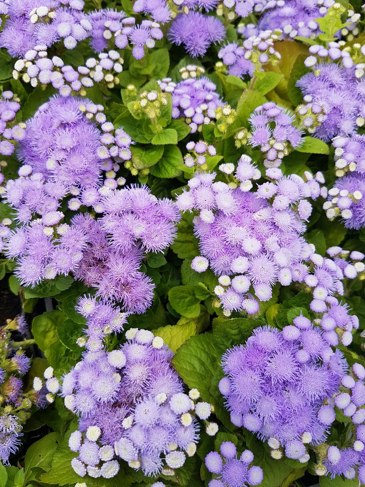 Purple Little Flower