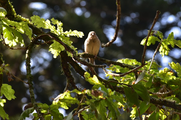 Bird