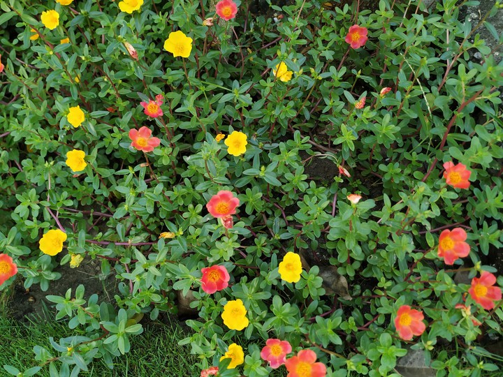 flowers