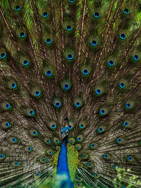 Ranthambore National Park, Zone 6 — Rajasthan, India