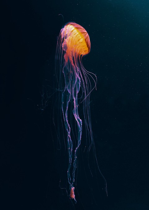 underwater, organism háttérképek
