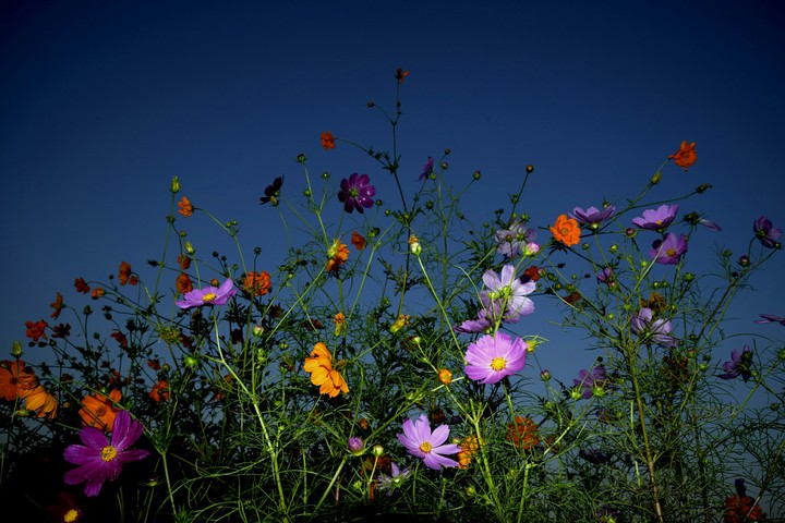 garden cosmos