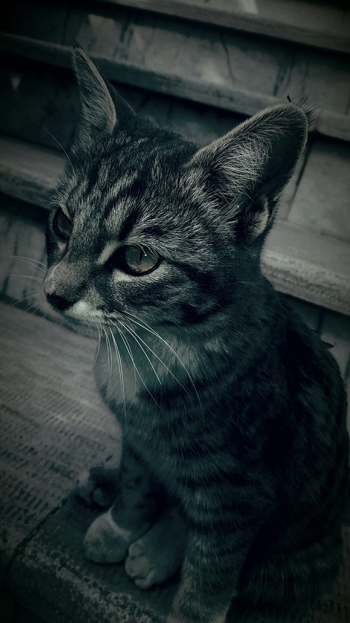cat
