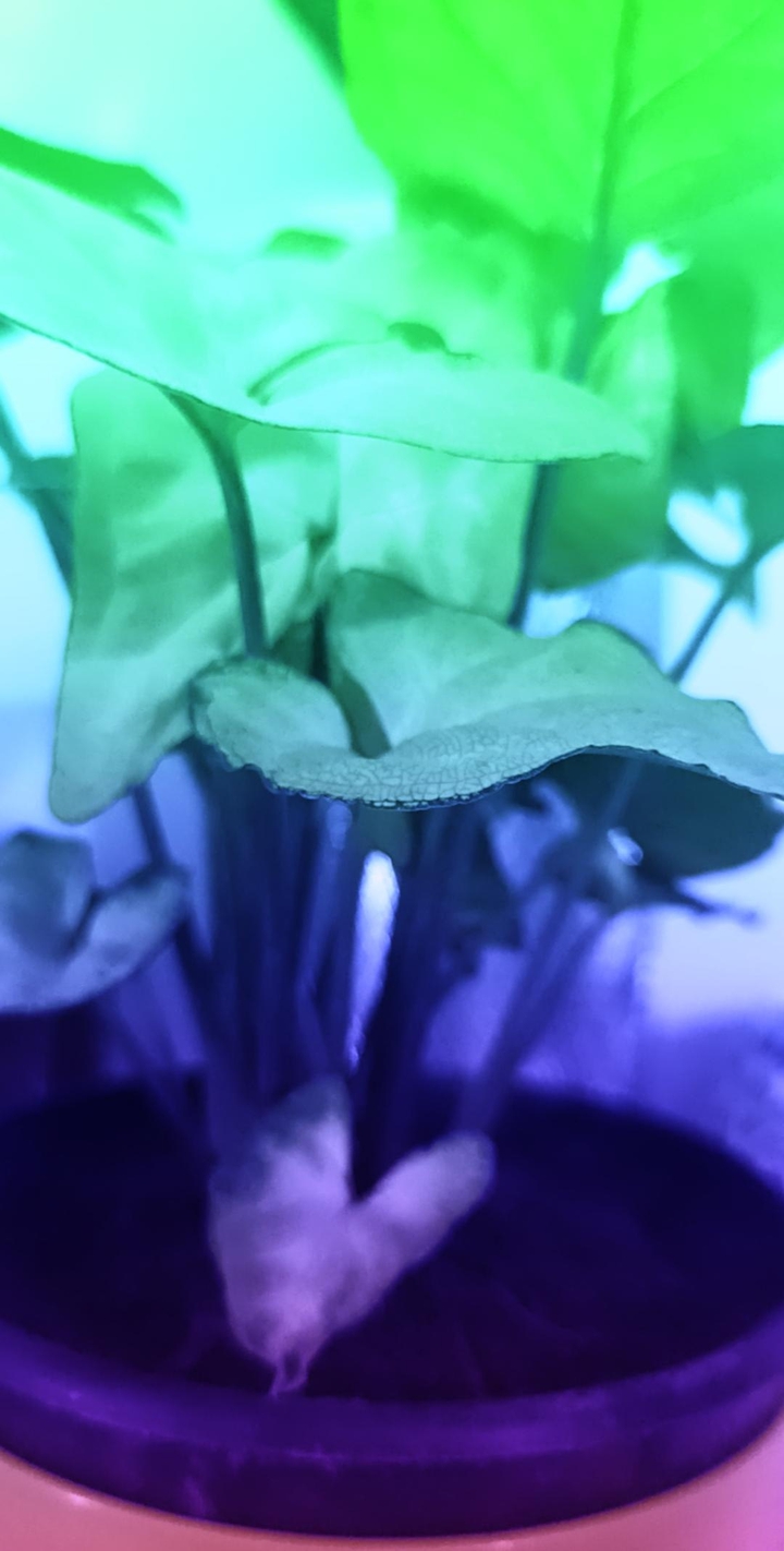 Meditate