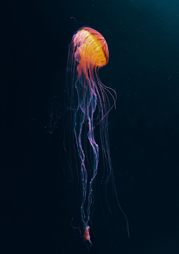 ✨