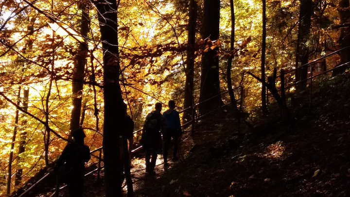 Yellow trees