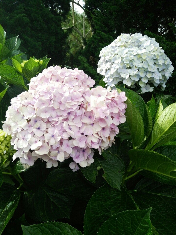 Pink! Blue