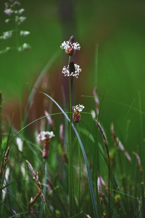 tapety Water, grassland
