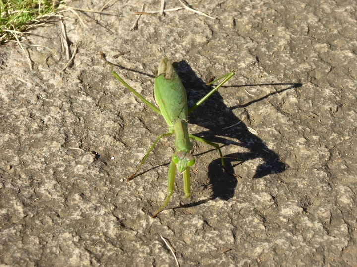 カマキリ